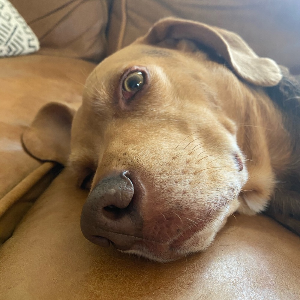 Meet your Posher, Renée